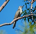 Brush cuckoo