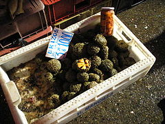 Chilean sea urchins are for sale in Feria fluvial, Valdivia. Three sea urchins are sold for 1000 Chilean pesos.