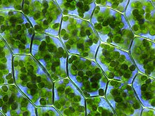 A microscope image of plant cells, with chloroplasts visible as small green balls