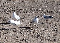 Gulls in southern Bolivia