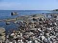 Fjære på Sandø i Færder. Foto: Karl Ragnar Gjertsen