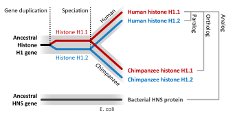 Sequence homology