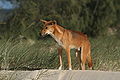 Dingo (Canis dingo)