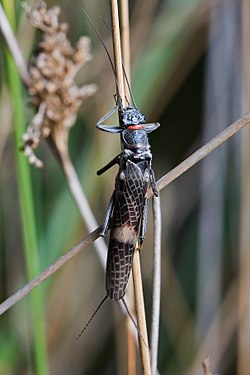 Eusthenia sp. stonefly