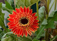 Gerbera × hybrida