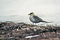 നീള വാലൻ സ്കുവ (Stercorarius longicaudus)