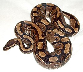 Python regius