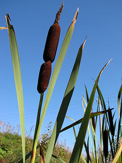 Typha latifolia