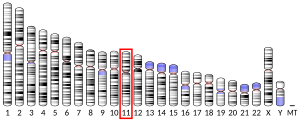 Chromosome 11 humain