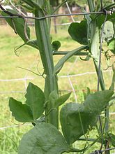 gevleugelde stengel van de welriekende lathyrus