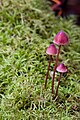 Mycena species by JJ Harrison