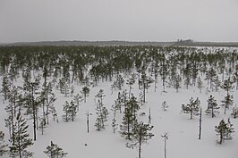 Moerasgebied in Alam-Pedja bij Laeva