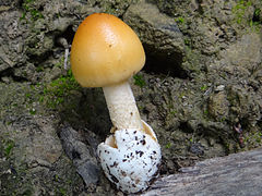 Amanita crocea