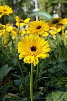 Гибрид Gerbera jamesonii × Gerbera viridifolia