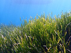 Posidonia oceanica (Posidoniaceae)