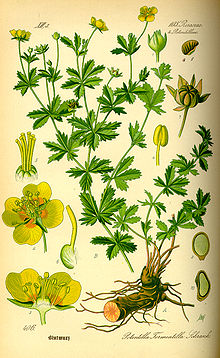 Tedremaran (Potentilla erecta)