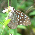 Tirumala limniace (Danaini)