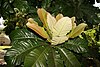 New growth of leaves on the tree Chrysophyllum imperiale