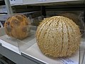 Deux oursins-melons à la zoothèque du Muséum national d'histoire naturelle (Paris).