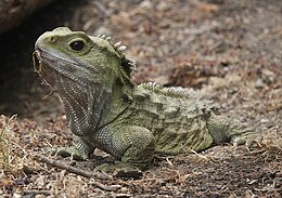 Tuatara (Sphenodon)