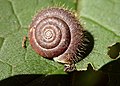 Haarschnecke (Trochulus)