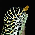 Beluncas Papilio machaon menerbalikkan osmeteriumnya sebagai pertahanan.