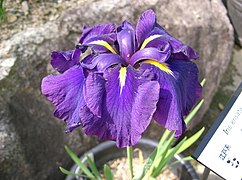 Iris ensata var. ensata.