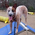 Australian Cattle Dog