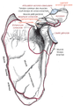 Origine scapulaire du muscle subscapulaire