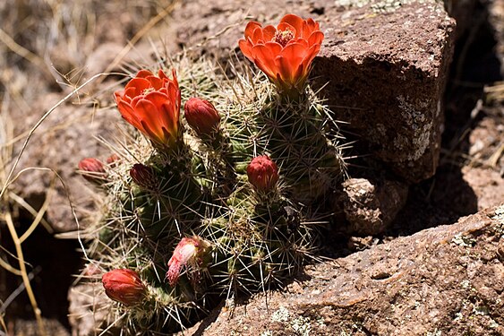 Plant growing in Davis Mountains, Texas