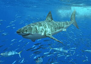 Уллу акъ айгъыр (лат. Carcharodon carcharias)