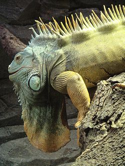 Zaļā iguāna (Iguana iguana)