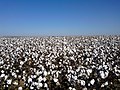 Cotton farm