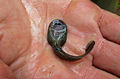 Image 33Ascaphus montanus tadpole (supine position), showing the large oral sucker (from Tailed frog)