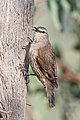 Brown Treecreeper