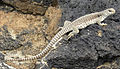 Una iguana de desert d'Amboy Crater, Califòrnia.