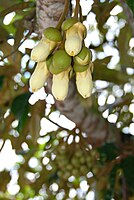 The flowers are usually closed during the daytime.