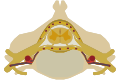 The spinal cord nested in the vertebral column