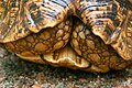 Retracted fore legs of adult female leopard tortoise