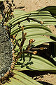 Detail photograph of male plant and cones