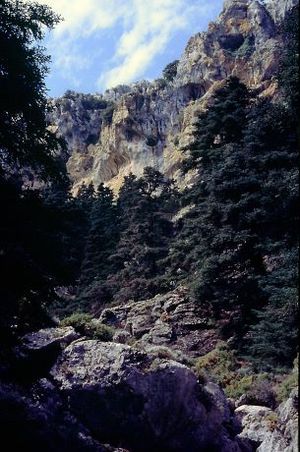 Pinsapoj en Sierra de las Nieves, Andaluzujo