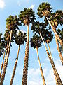 Washingtonia robusta.