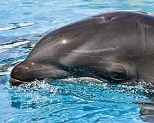 Jeune balphin du parc Sea Life d'Hawaï (États-Unis).