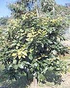 Chlorosis caused by Citrus tristeza virus