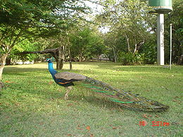 Kék páva (Pavo cristatus)