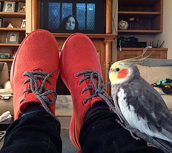 Orange Allbirds, worn indoors