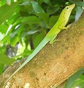 Anolis