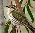 Horsfield's bronze cuckoo