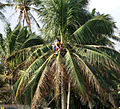 Locally called "manananggot" for tuba gatherer.