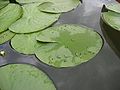 Nymphaea alba